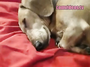 abustybabe myfreecams video