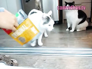 bubbletea asian