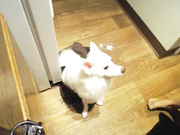 comfiecozie webcams
