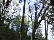 RobinMae - Forest Nymph