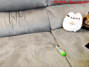 cams 293