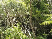 forestnymphmfc - Island Adventure, free private premium video