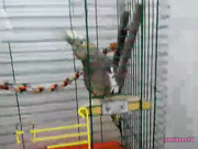 Katie_Foxy livewebcams