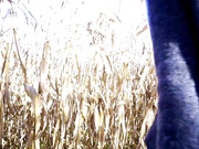 Eevee Frost - masturbating in a park on a sunday - Private video