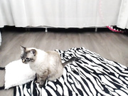 lovelykittie-mfc-201702180333