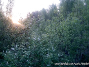 Oral Sex Outdoors