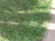 manyvids - Adreena Winters - outdoor breeding orgy