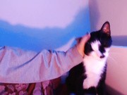 kimbermfc