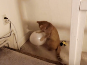 fawnnn_ vibrator