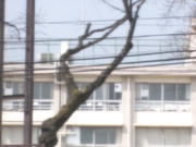 PGD-783