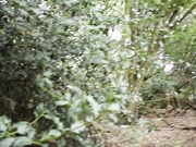 ambadawnn - pussy play in the woods