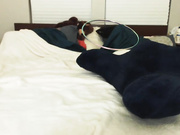 kittenluv vibrator