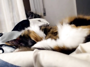 selenity camshow
