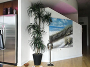 alispring webcams