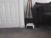english_rose__ amateur clips