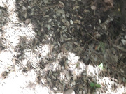 vicalouqua - squirt in the forest