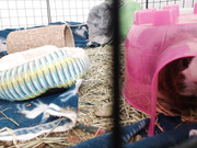 sammysable