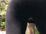 Secret Crush – Pissy Tights Anal Hike