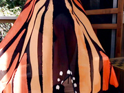 Anna Tyler - Butterfly Kisses