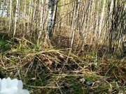 Laruna Mave - Outdoor Forest Blowjob - Gagging On Cock, Facial Cumshot
