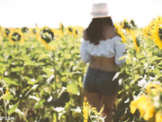 Aracely SunFlower