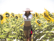 Aracely SunFlower
