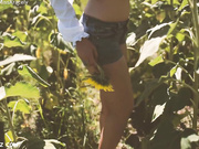 Aracely SunFlower