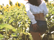 Aracely SunFlower