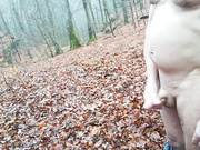 a relaxing morning walk in the woods